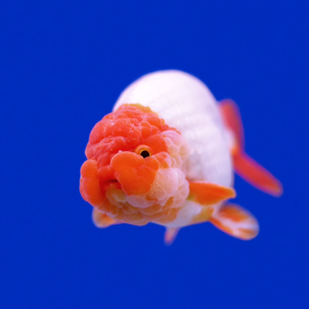 らんちゅう型