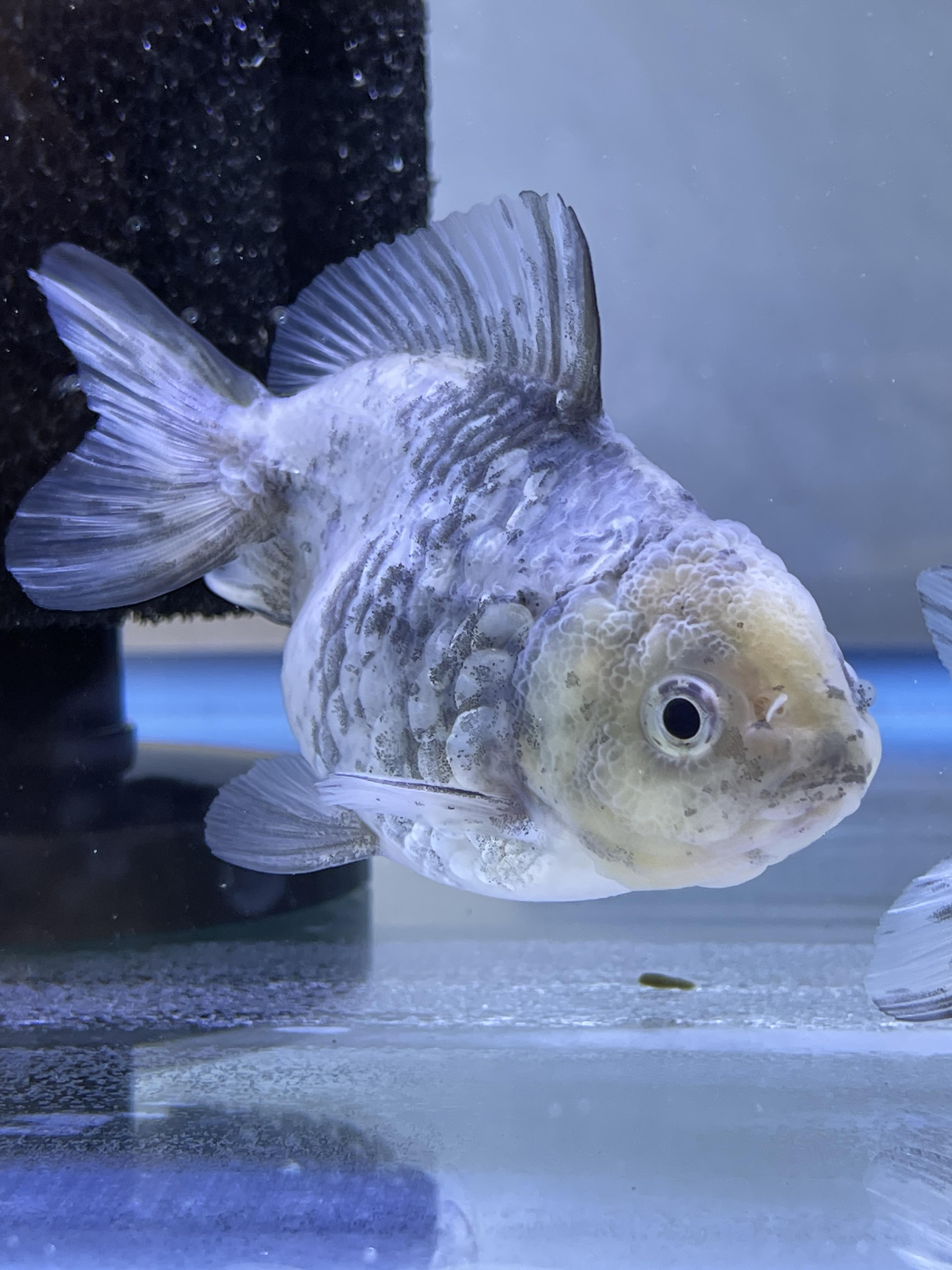 金魚