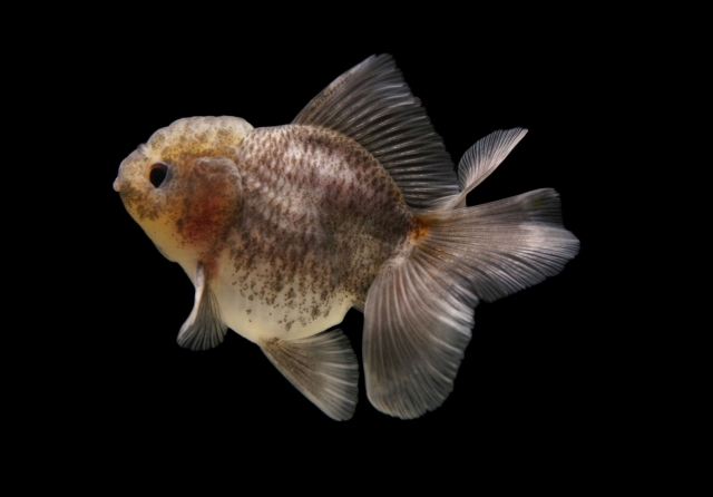 川崎金魚苑